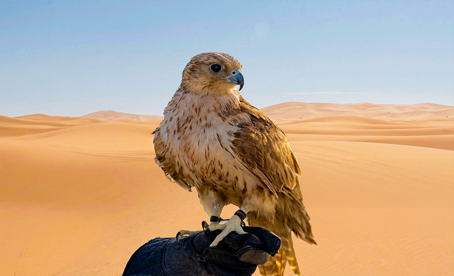 Private morning desert safari dune bashing in Dubai